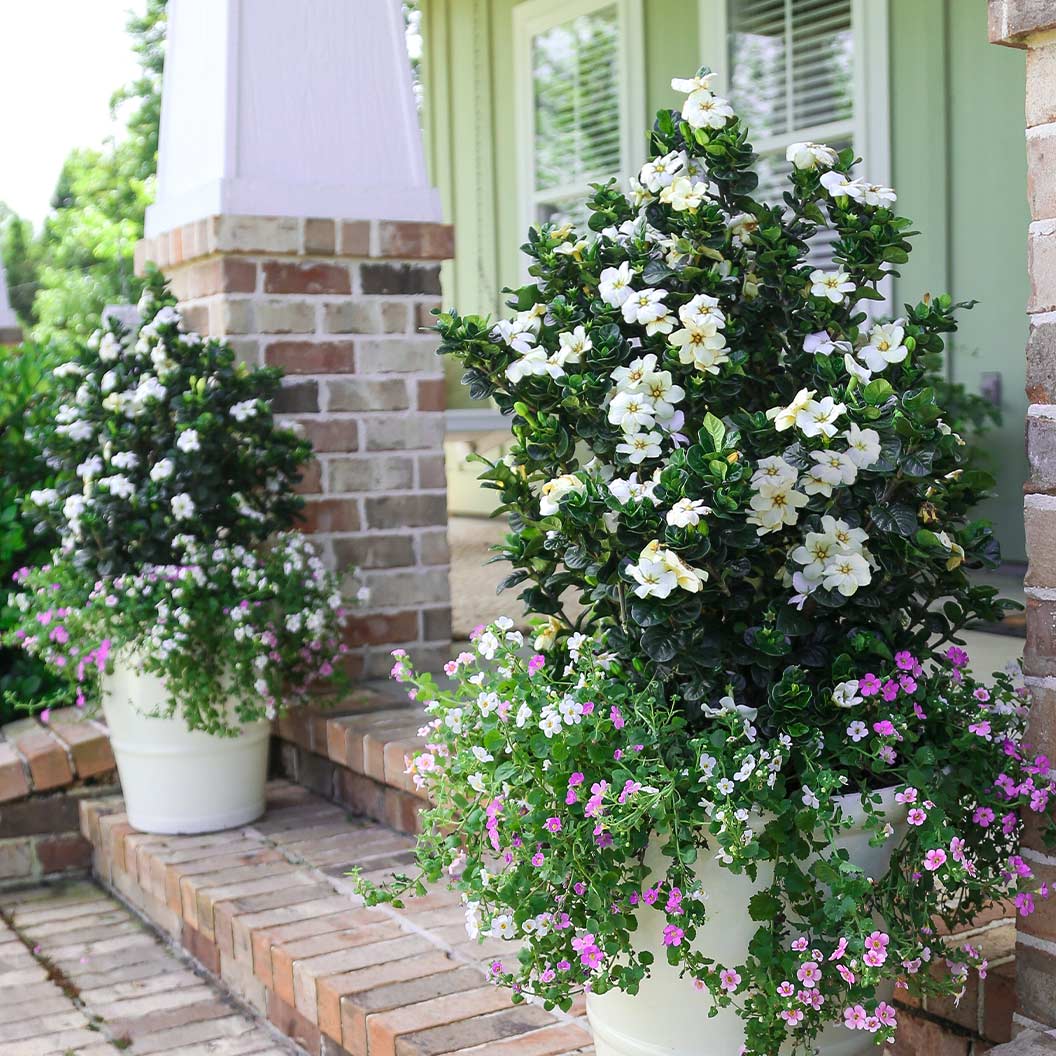 Diamond SpireĀ® Gardenia