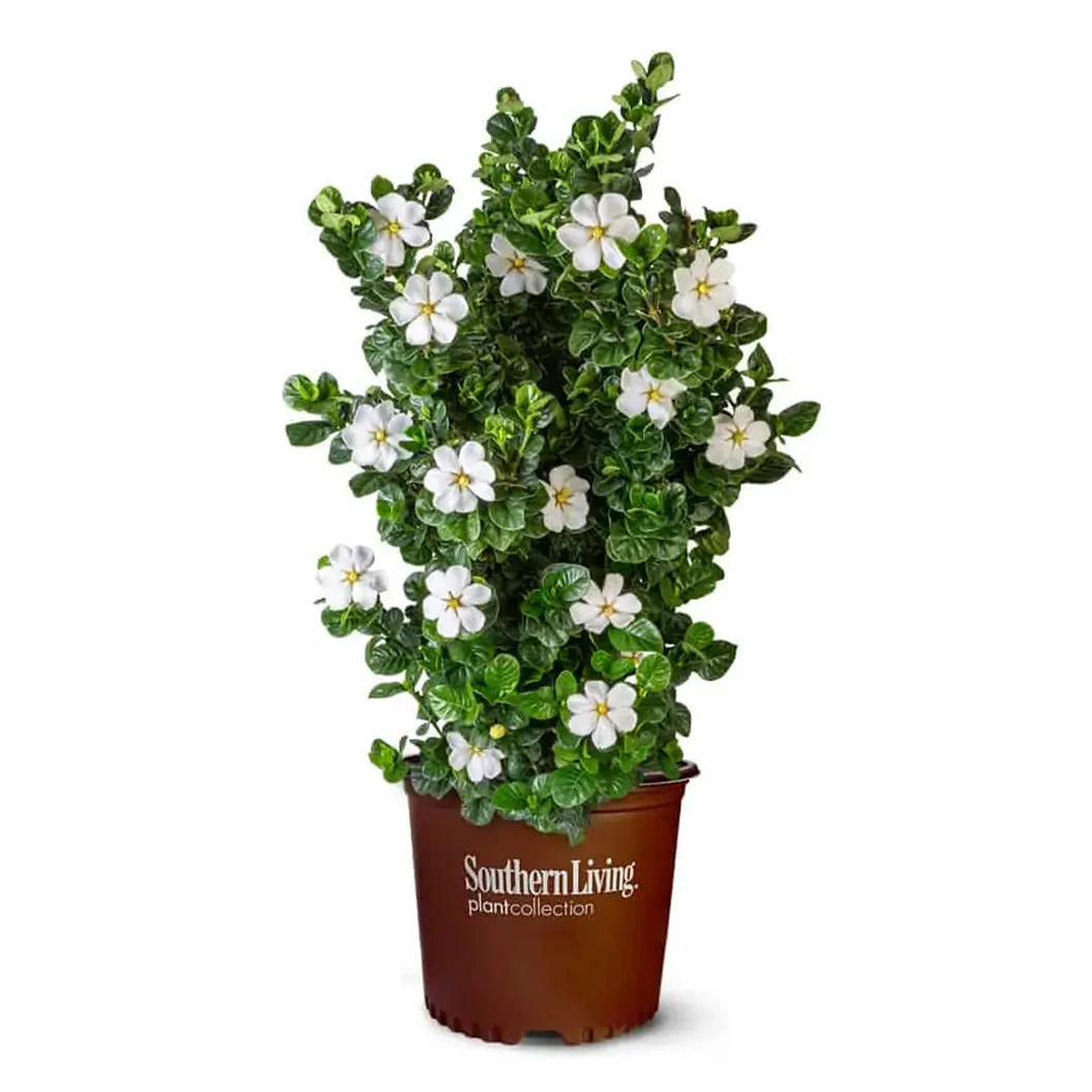 Diamond SpireĀ® Gardenia - Image 3