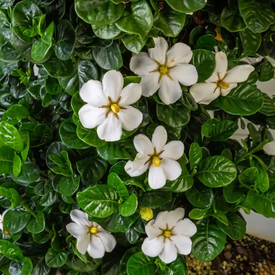 Diamond SpireĀ® Gardenia - Image 4