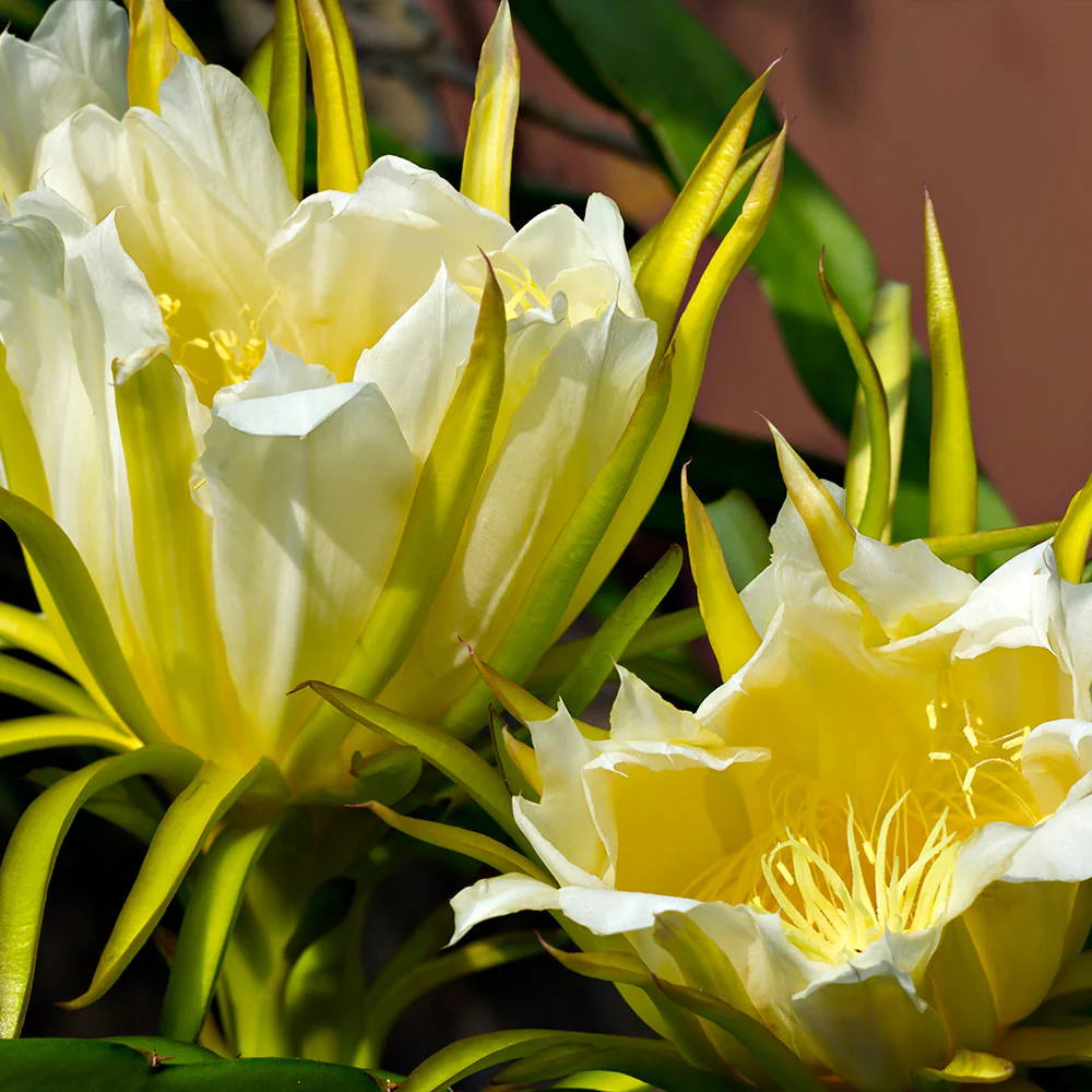 Dragon Fruit Cactus Plant - USDA Organic - Image 4