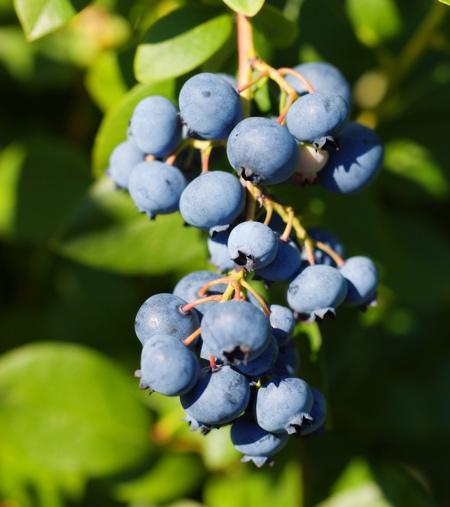 Duke Blueberry Bush - Image 2
