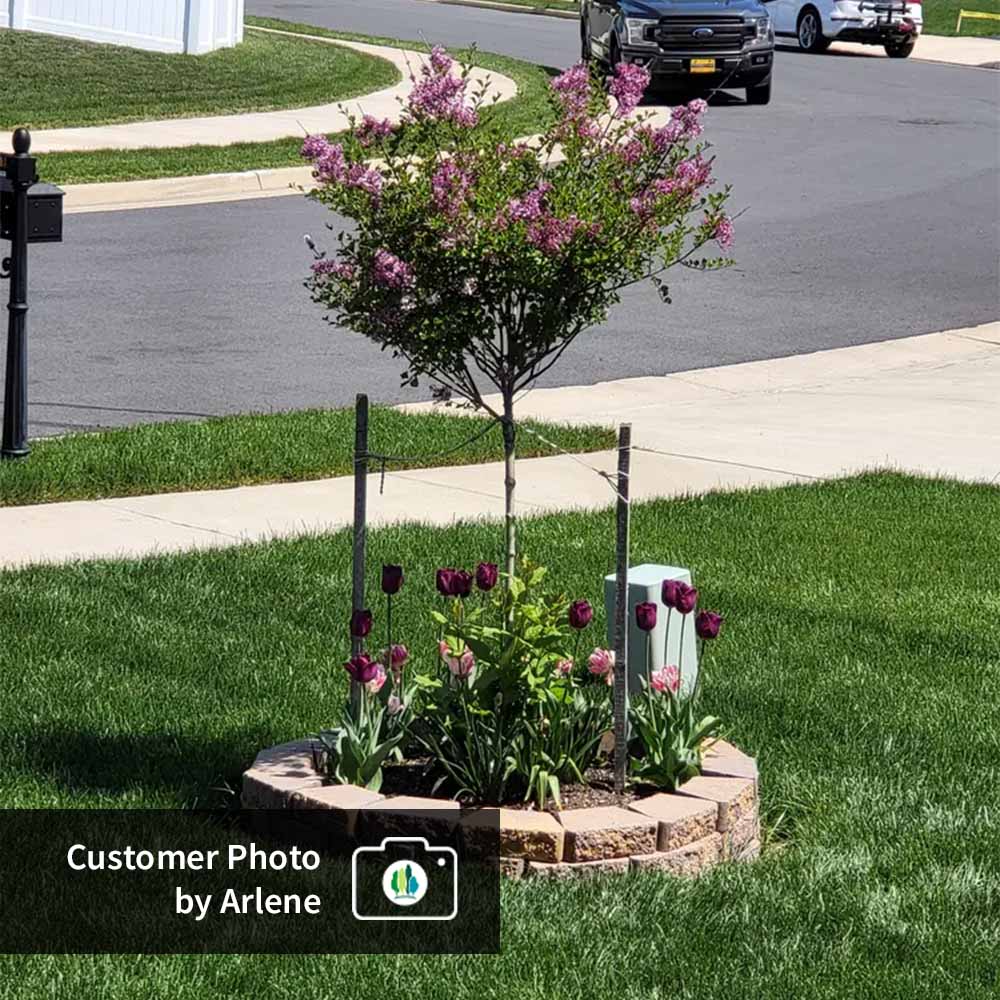 Dwarf Korean Lilac Tree - Image 6