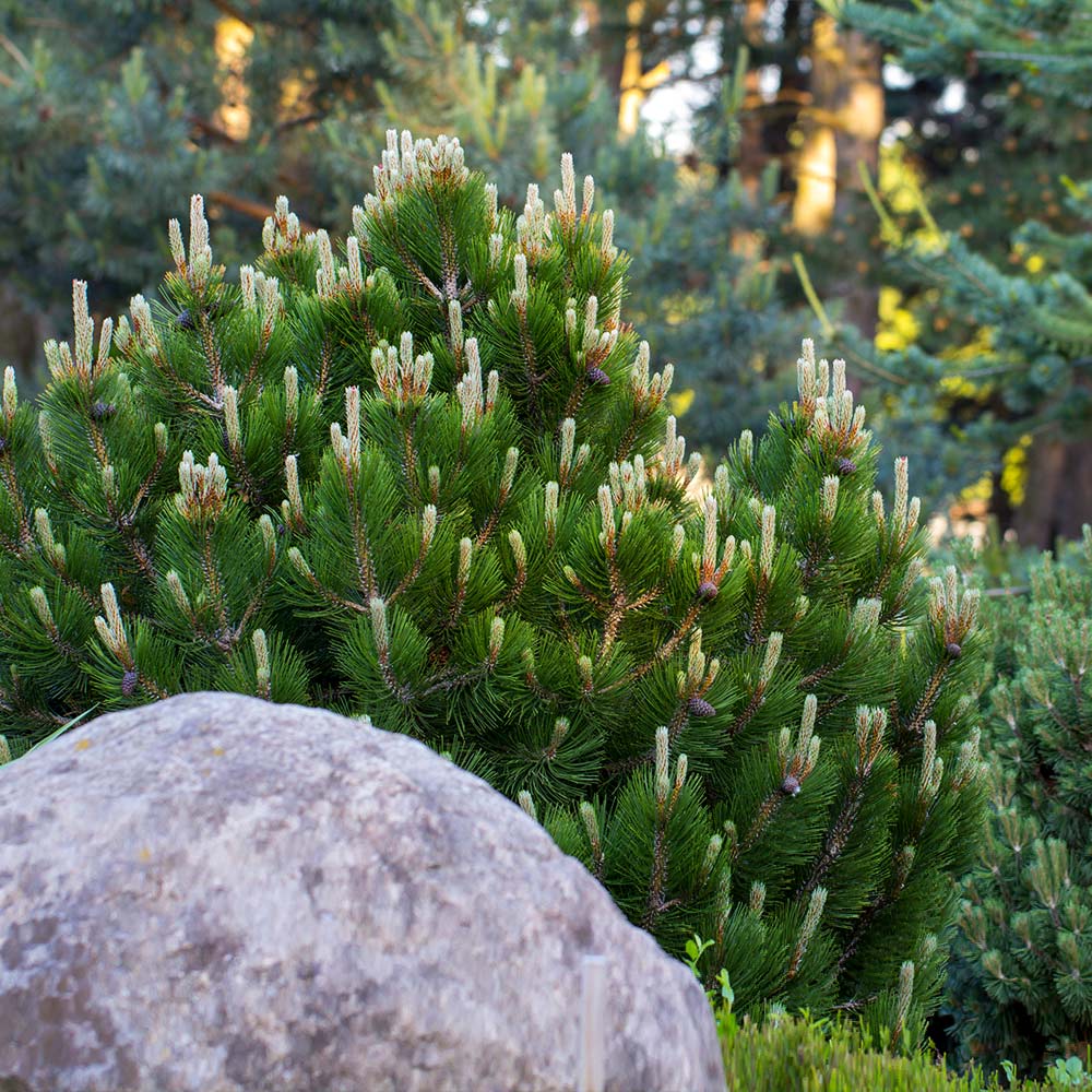 Dwarf Mugo Pine Shrub - Image 2