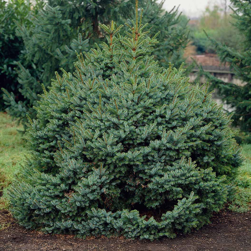 Dwarf Serbian Spruce Tree - Image 2