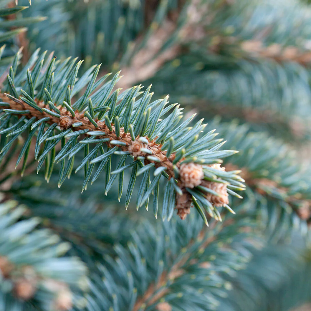 Dwarf Serbian Spruce Tree - Image 3