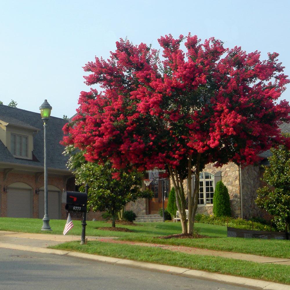 Dynamite Crape Myrtle - Image 3