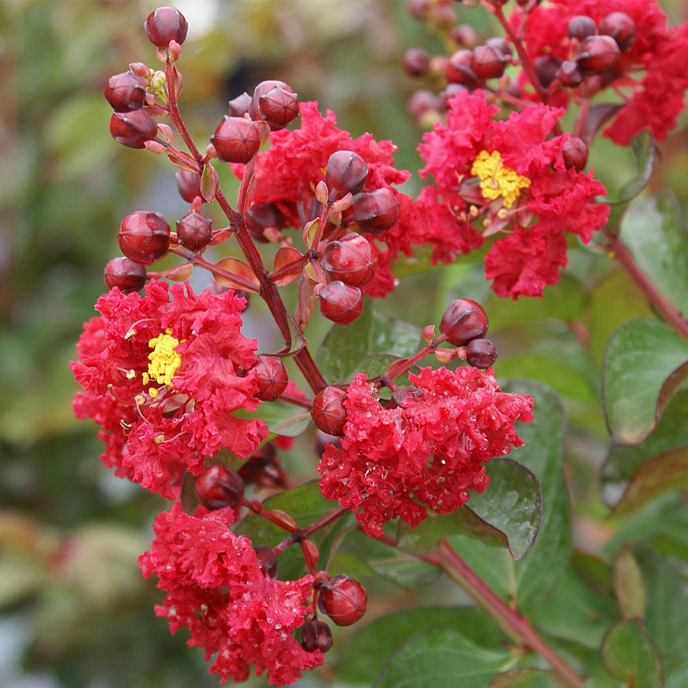 Dynamite Crape Myrtle - Image 4