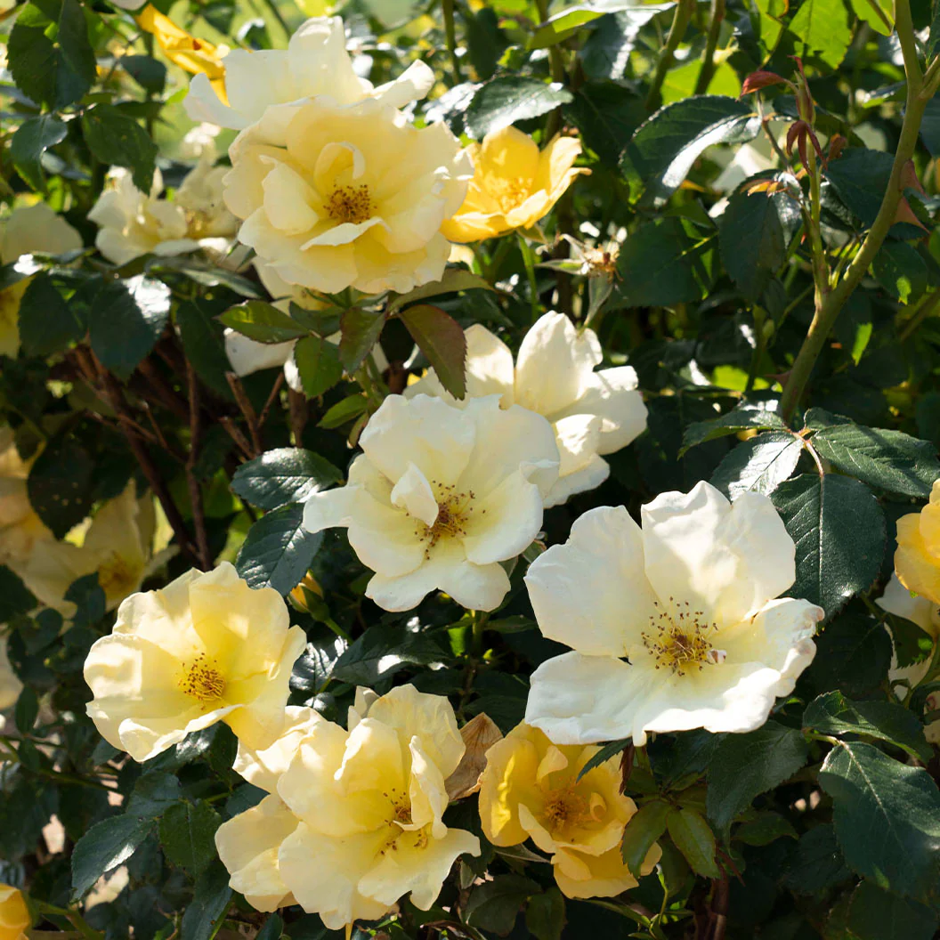 Easy Bee-zy Knock Out® Rose Tree - Image 4