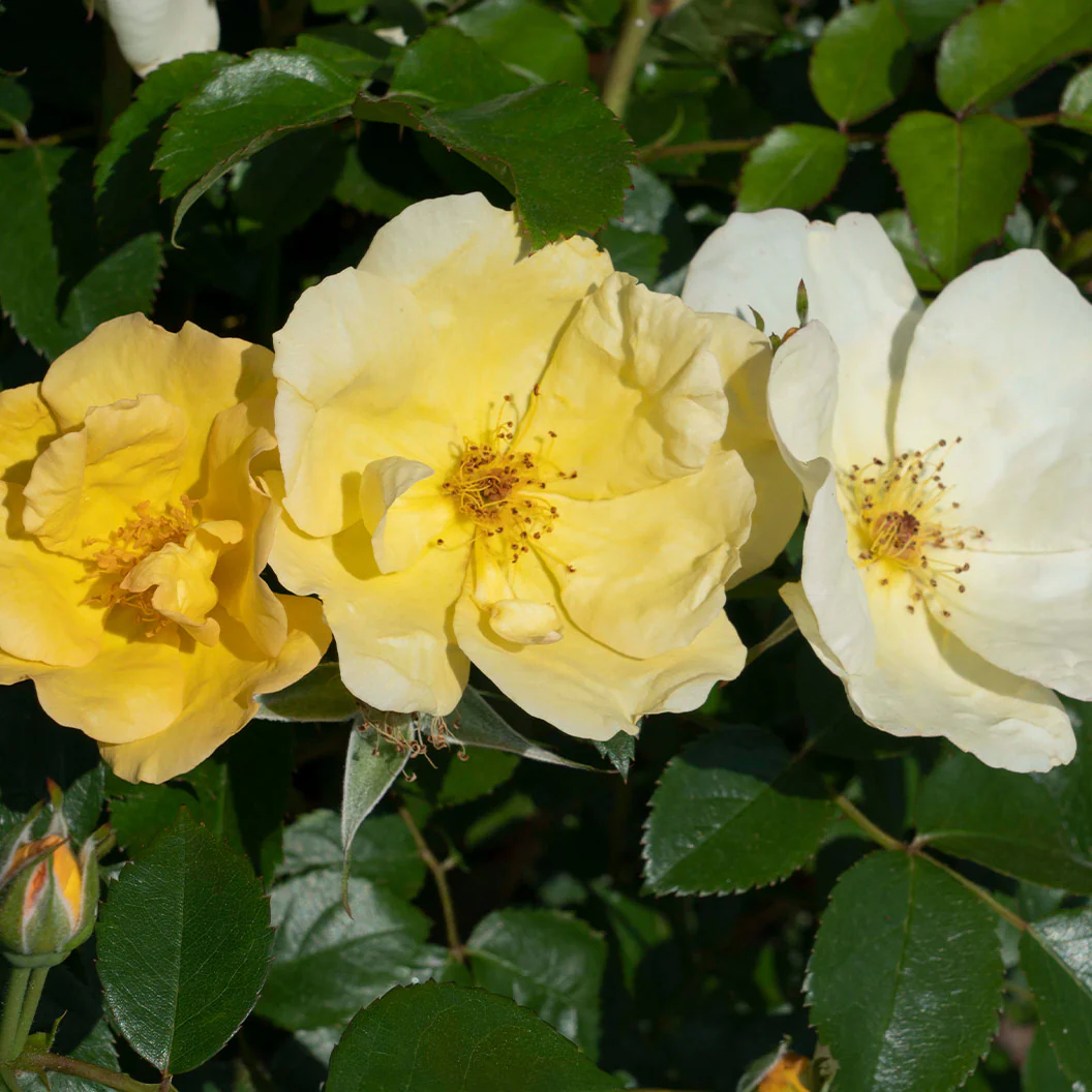 Easy Bee-zy Knock Out® Rose Tree - Image 5