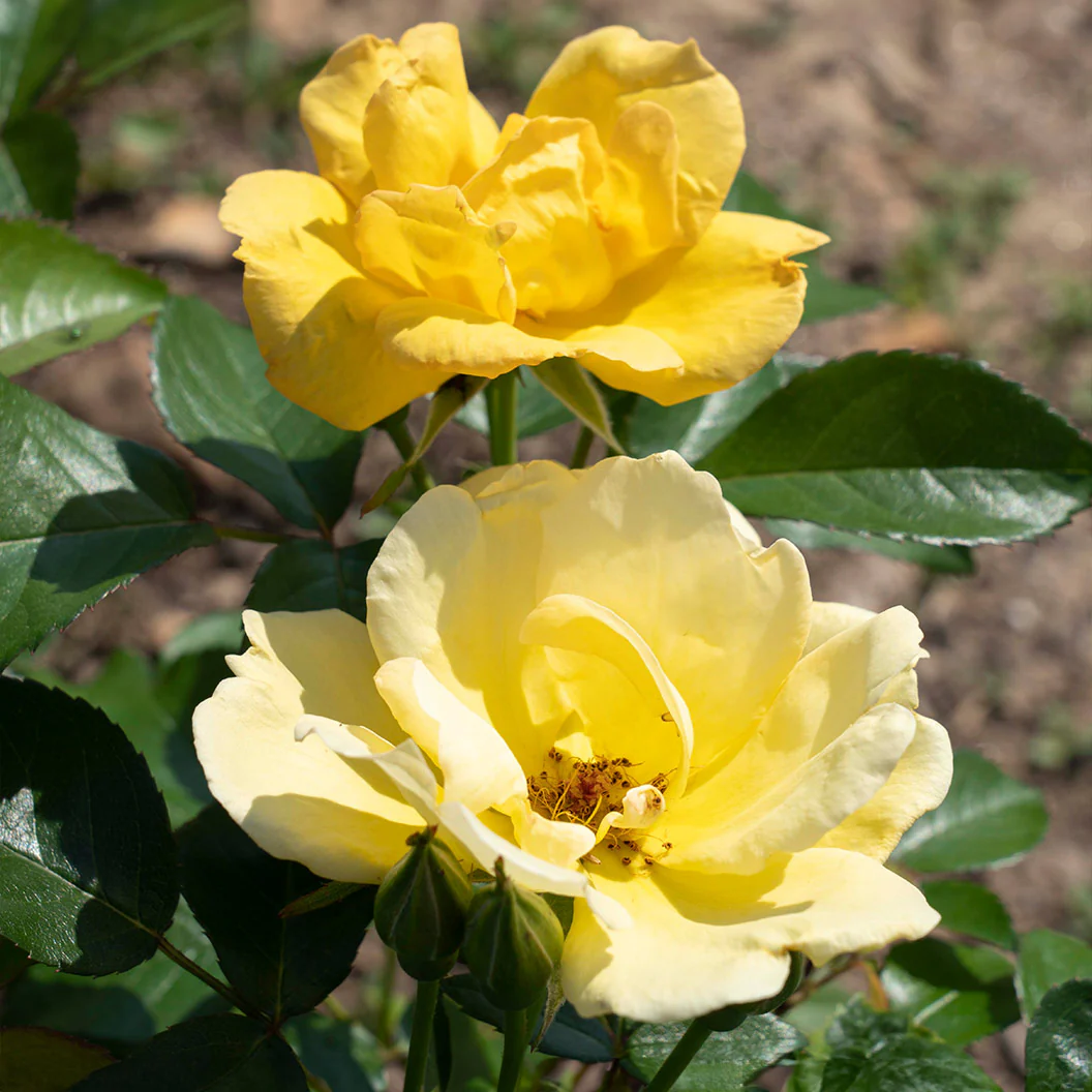 Easy Bee-zy Knock Out® Rose Tree - Image 6