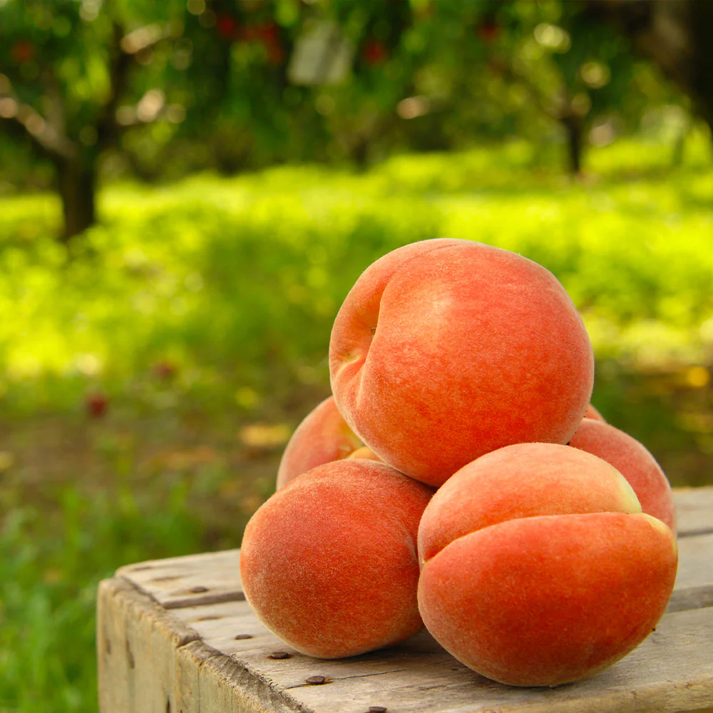 Elberta Peach Tree - Image 2