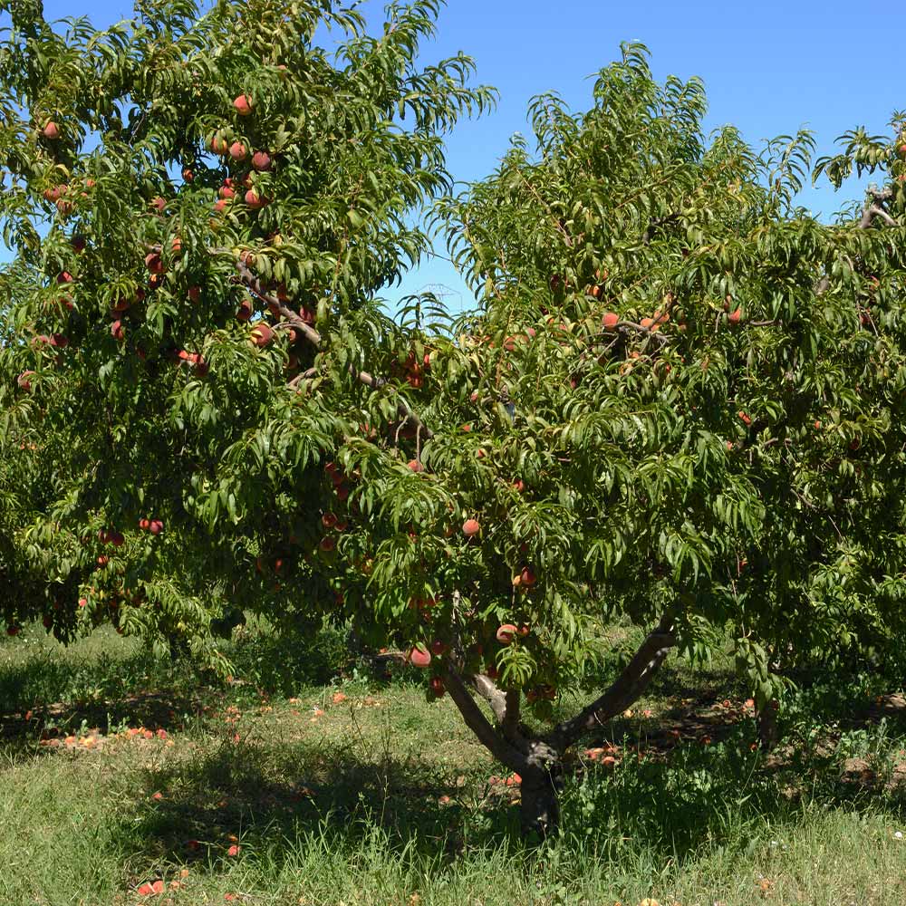Elberta Peach Tree - Image 4