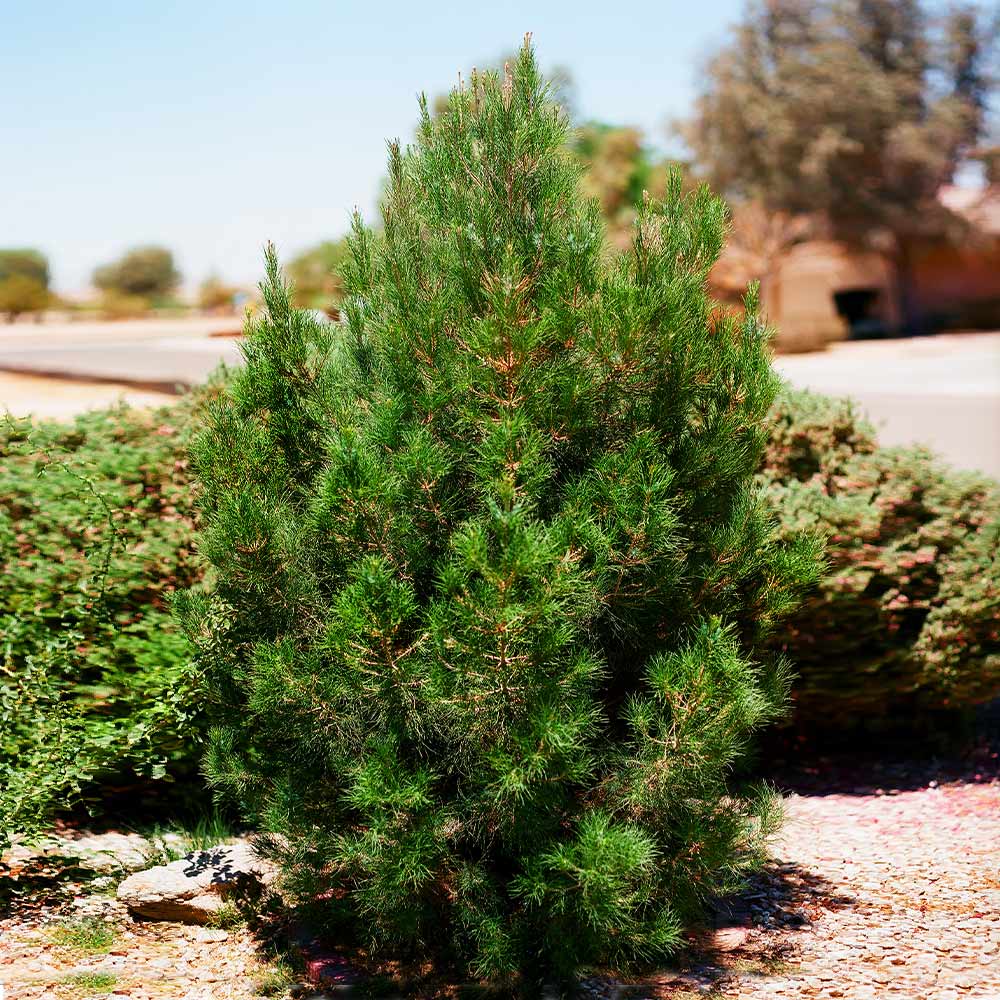 Eldarica Pine Tree - Image 2