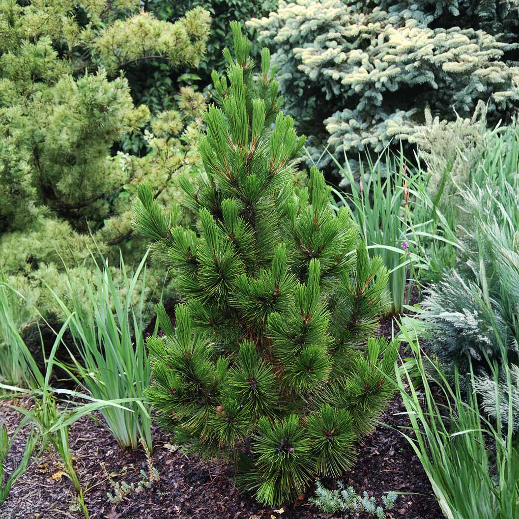 Emerald Arrow Bosnian Pine Tree - Image 2
