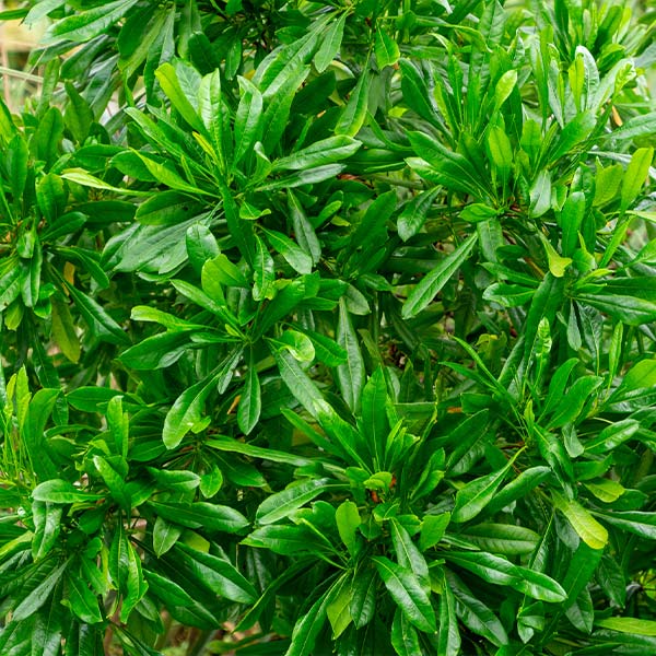 Emerald Ice Green Hopbush Shrub