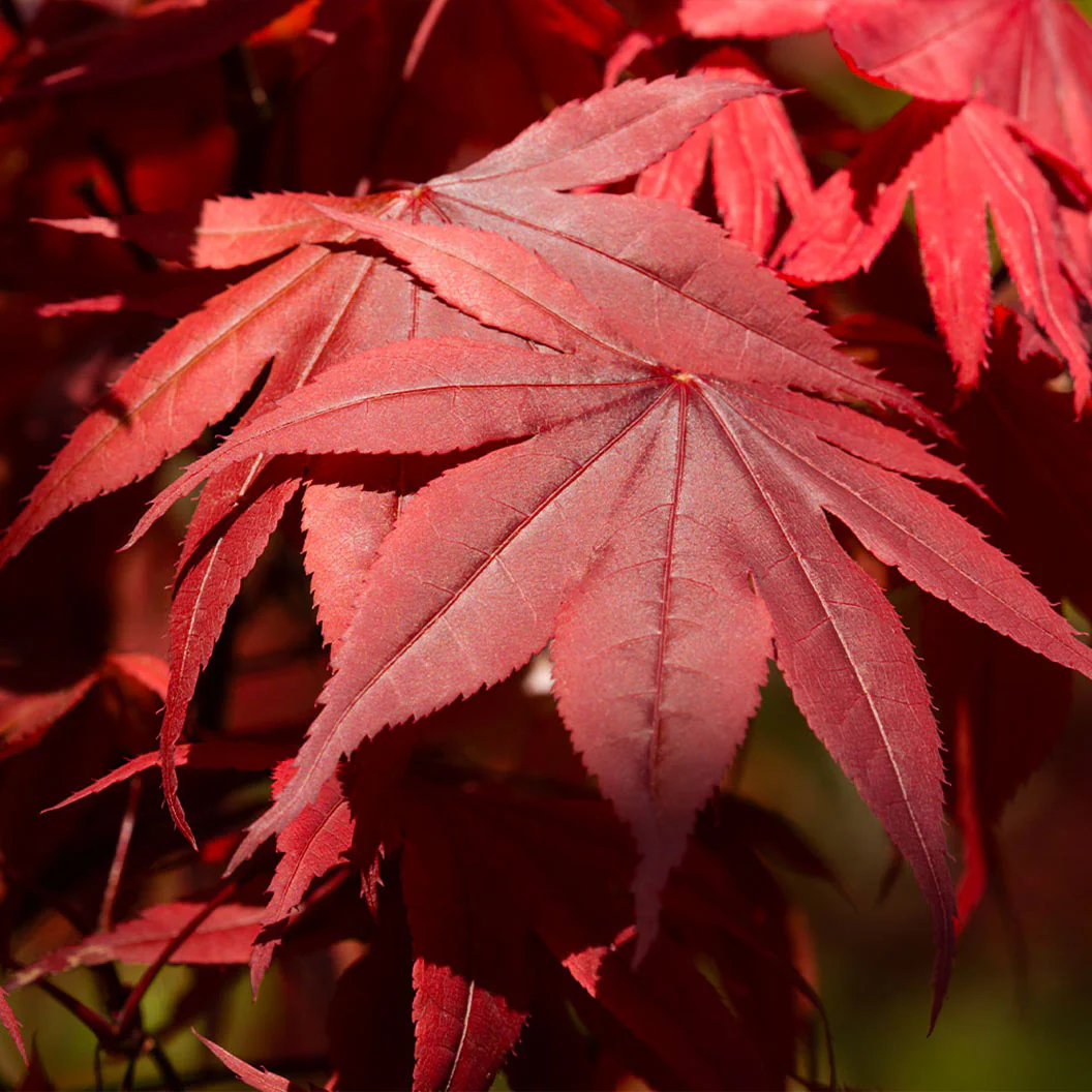 Emperor Japanese Maple Tree - Image 2