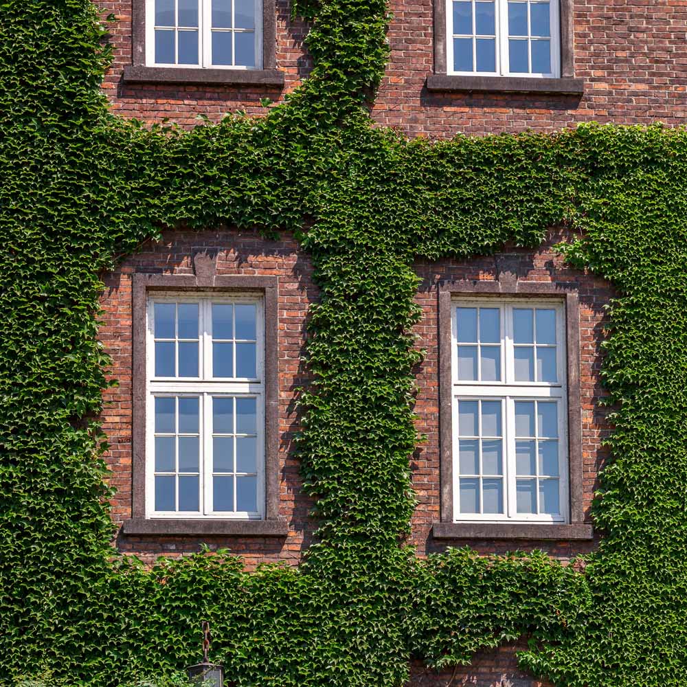 English Ivy Vine - Image 3