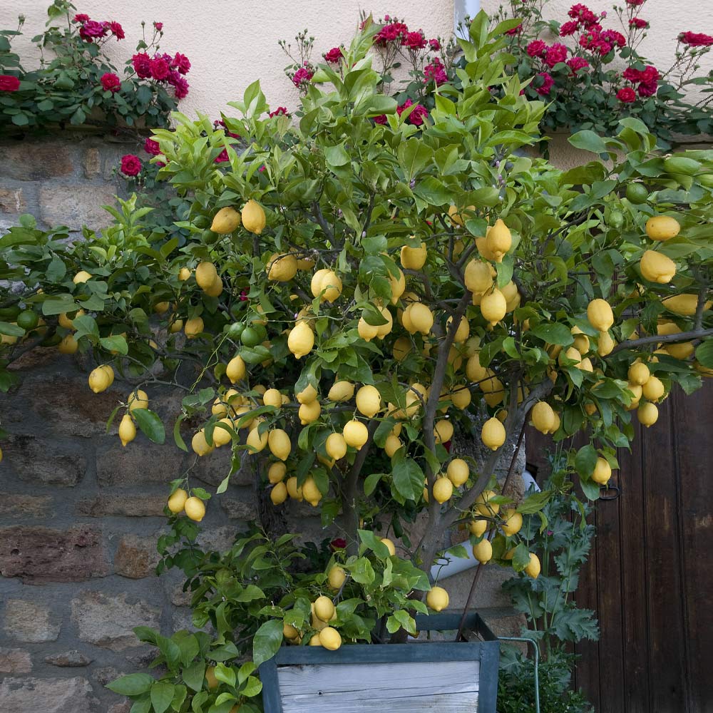 Eureka Lemon Tree - Image 2