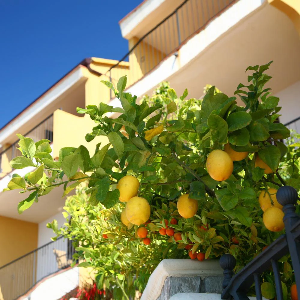Eureka Lemon Tree - Image 3