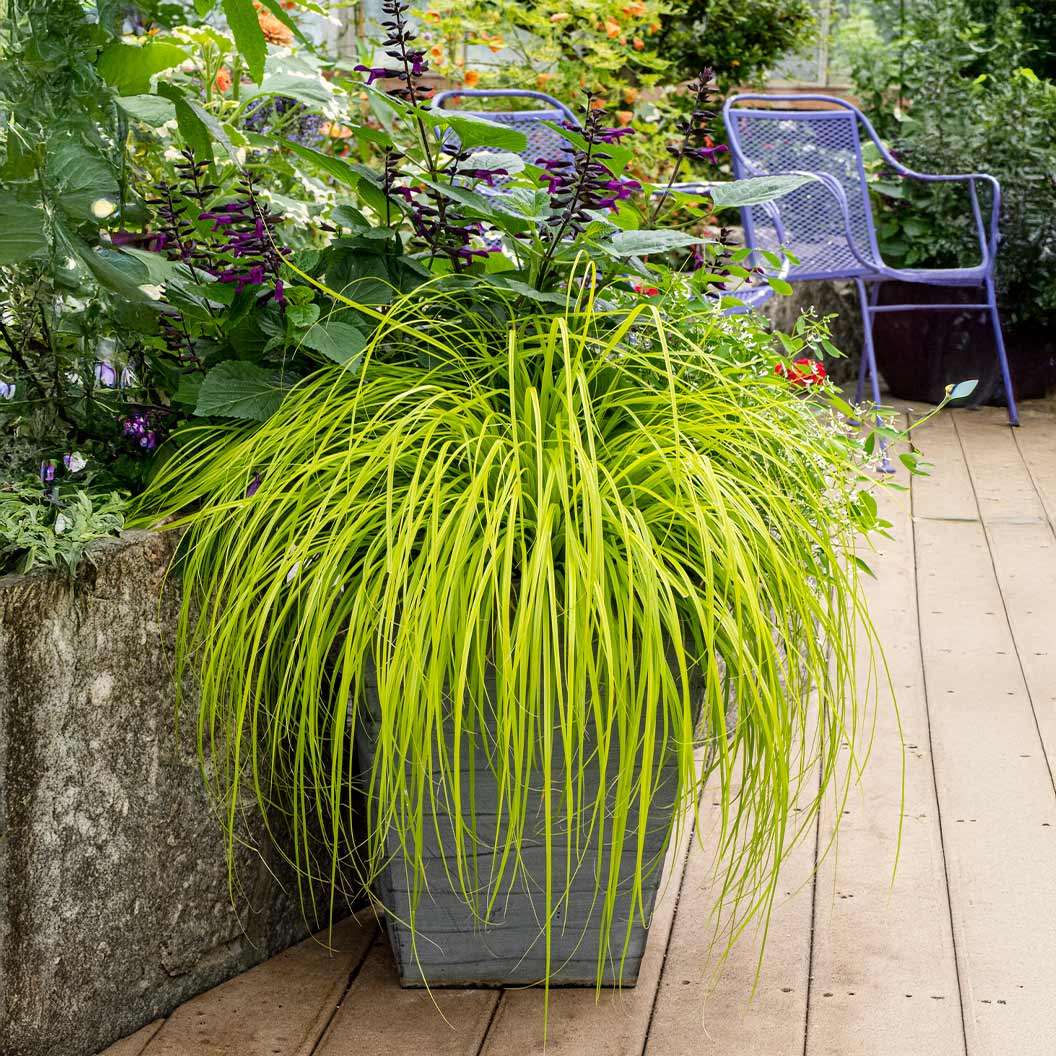EverColorĀ® Everillo Carex Sedge - Image 2