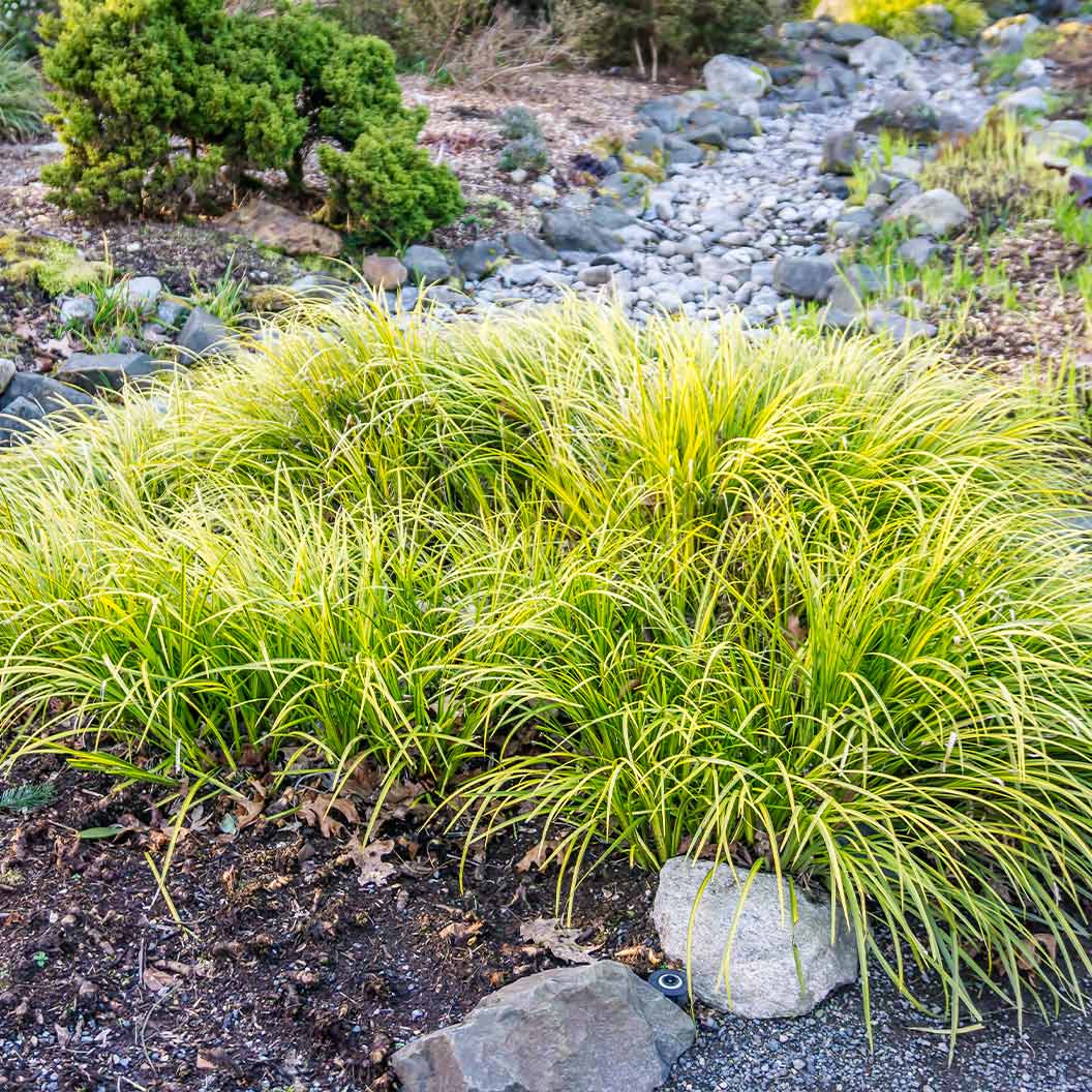 EverColorĀ® Everillo Carex Sedge - Image 3