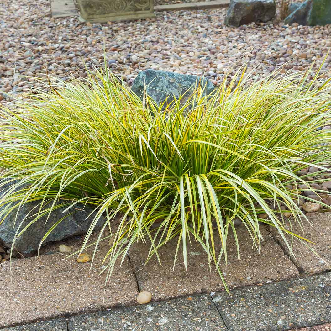 EverColorĀ® Everillo Carex Sedge - Image 4
