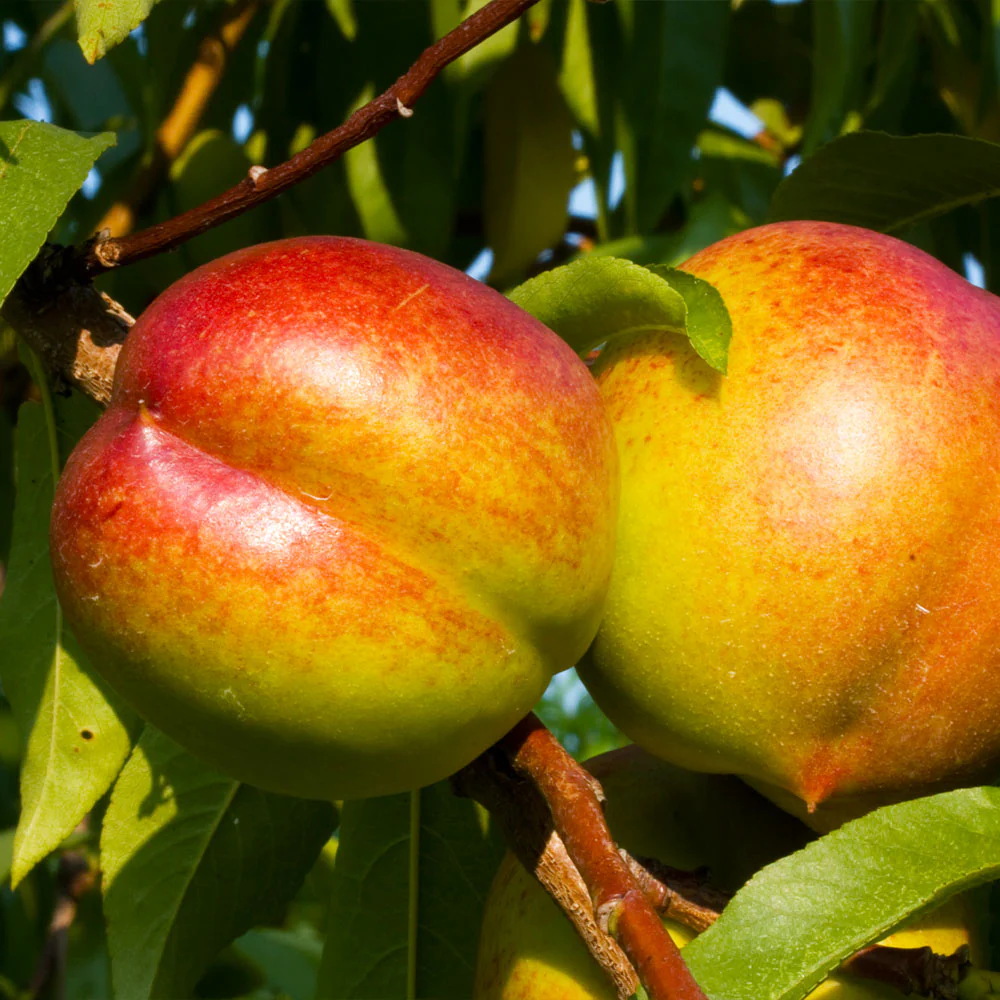 Fantasia Nectarine Tree - Image 2