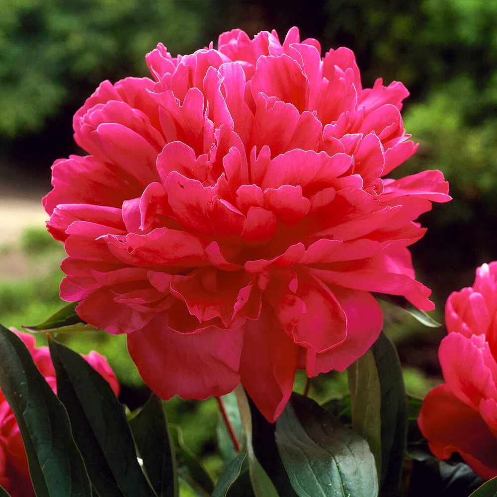 Felix Crousse Peony - Image 2