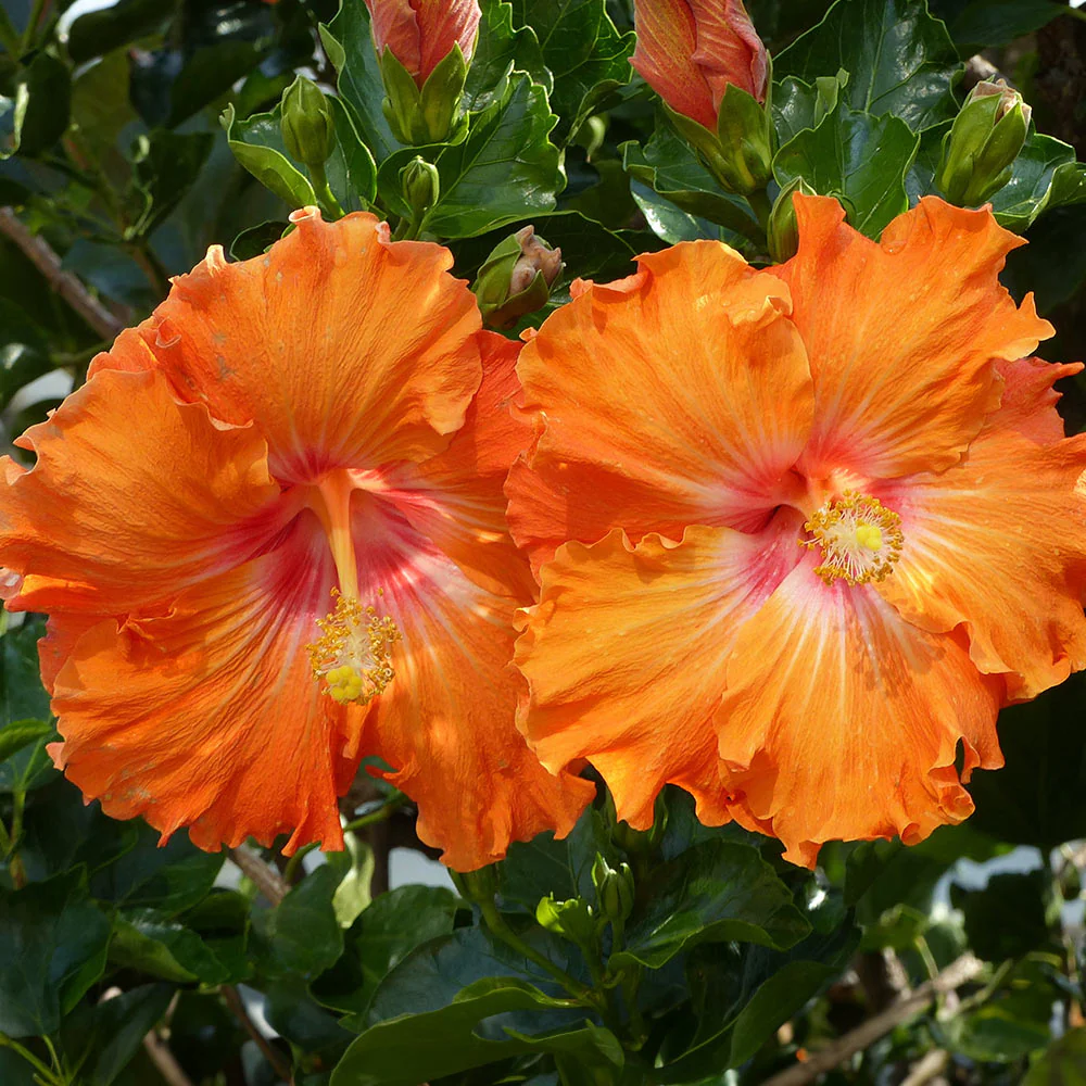 Fiesta Hibiscus - Image 2
