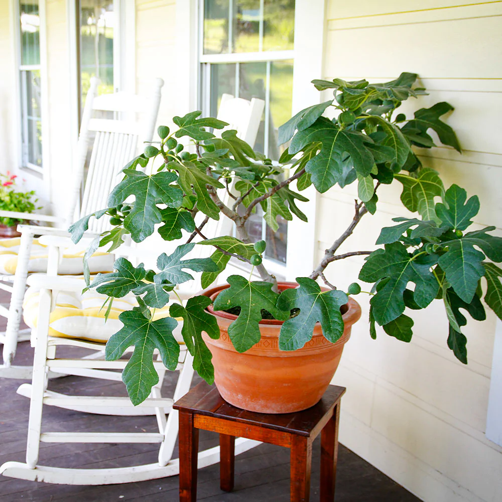 Fignomenal Fig Tree - Image 2
