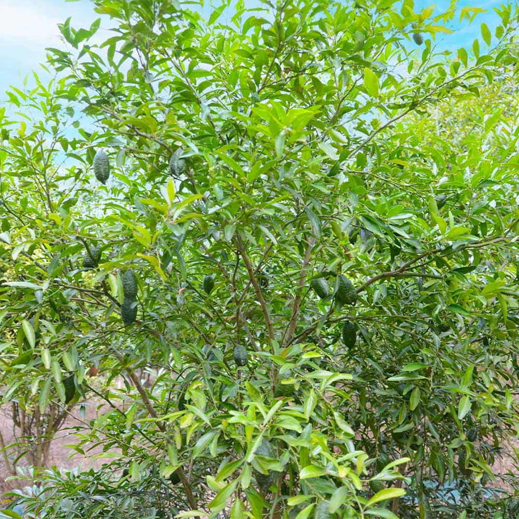 Australian Finger Lime Tree - Image 2