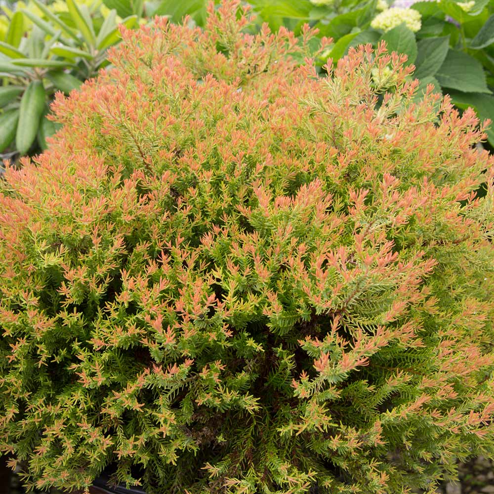 Southern Living® Fire Chief™ Thuja Shrub - Image 2