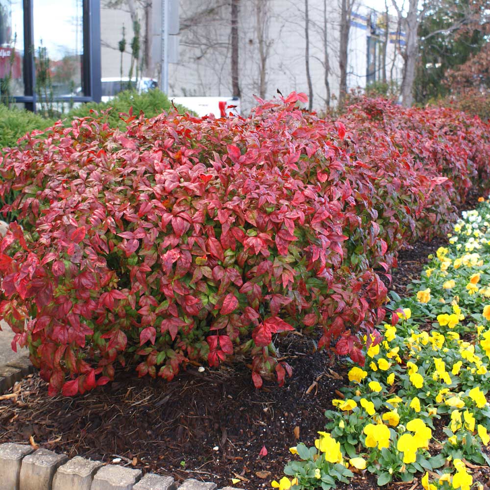 Fire Power Nandina Shrub - Image 2