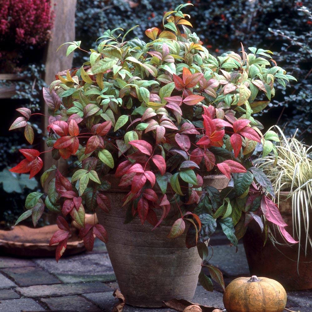 Fire Power Nandina Shrub - Image 3