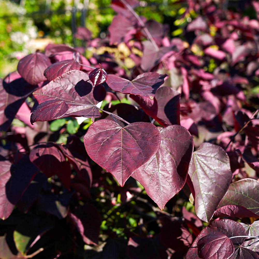 Forest Pansy Redbud - Image 3