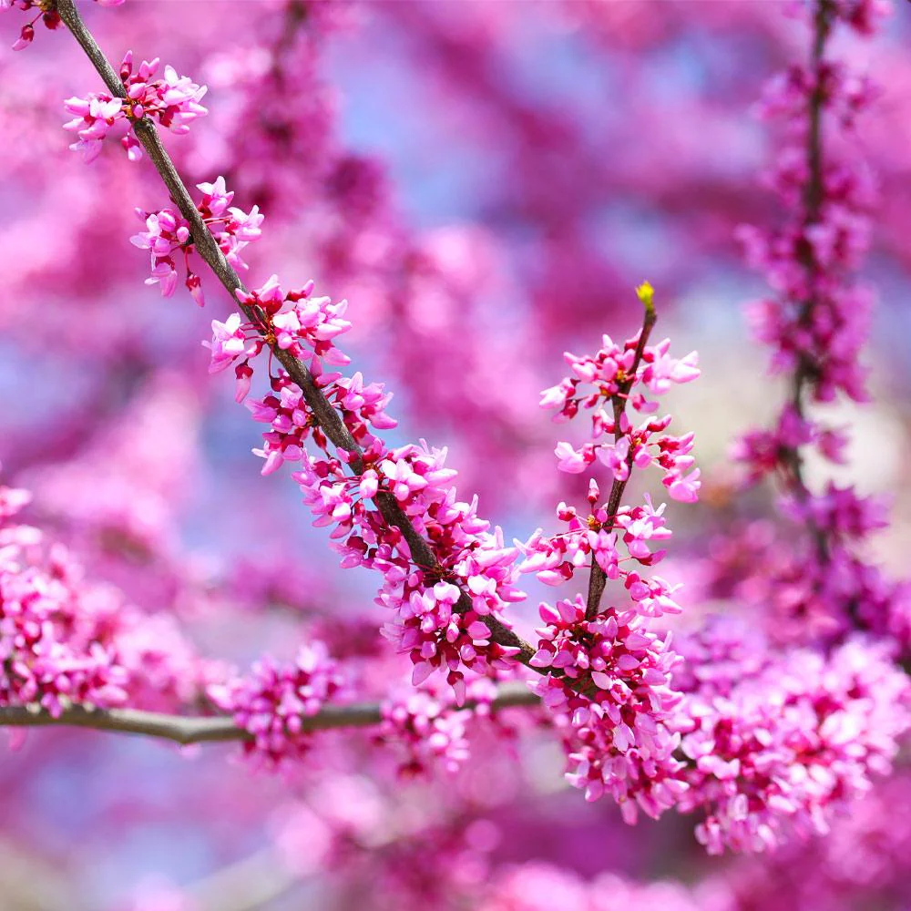 Forest Pansy Redbud - Image 4
