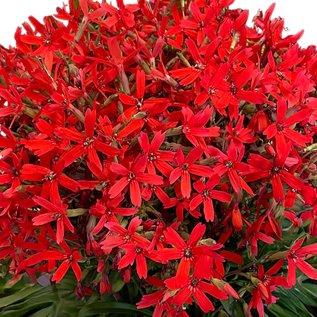 Forged by Fire⢠Silene Plant
