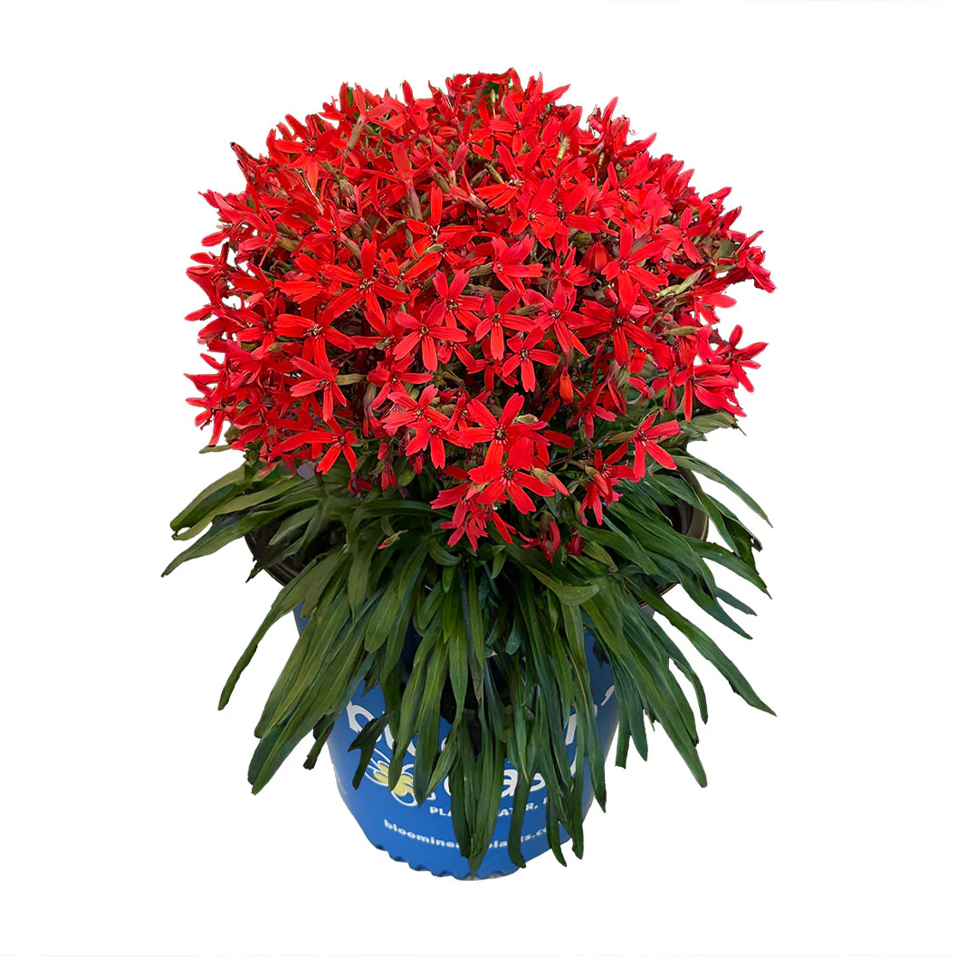 Forged by Fire⢠Silene Plant - Image 3