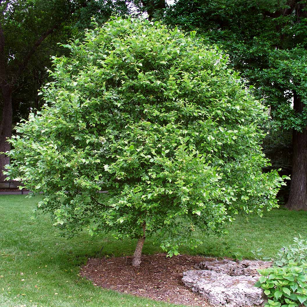 Fox Valley® River Birch Tree - Image 2