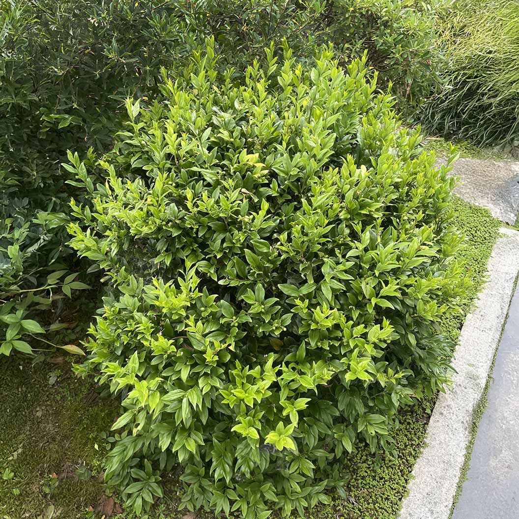 Fragrant Valley Sarcococca Shrub - Image 3