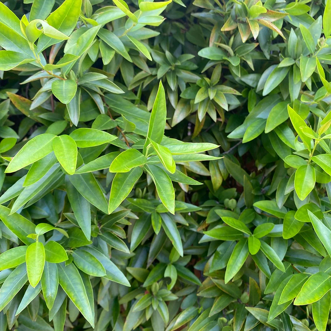Fragrant Valley Sarcococca Shrub - Image 4