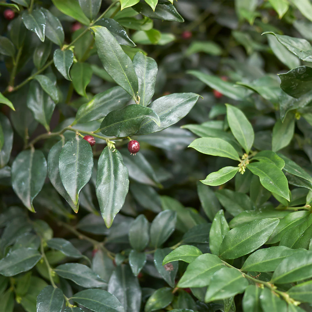 Fragrant Valley Sarcococca Shrub - Image 5