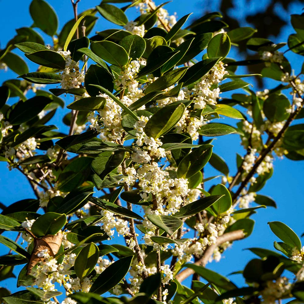 Fragrant Tea Olive Tree - Image 2