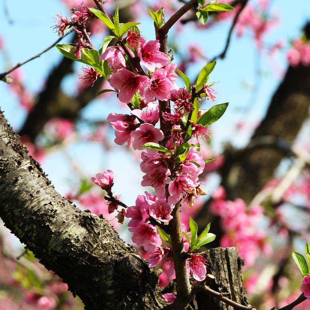 Frost Proof Peach Tree - Image 4