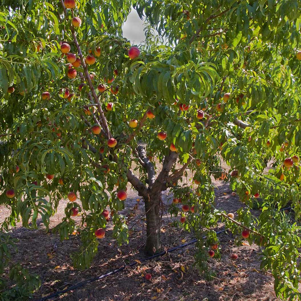 Frost Proof Peach - Image 3