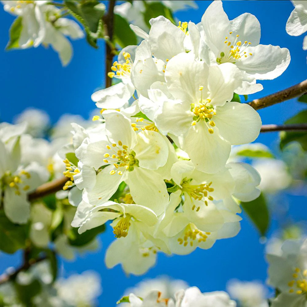 Fuji Apple Tree - Image 5