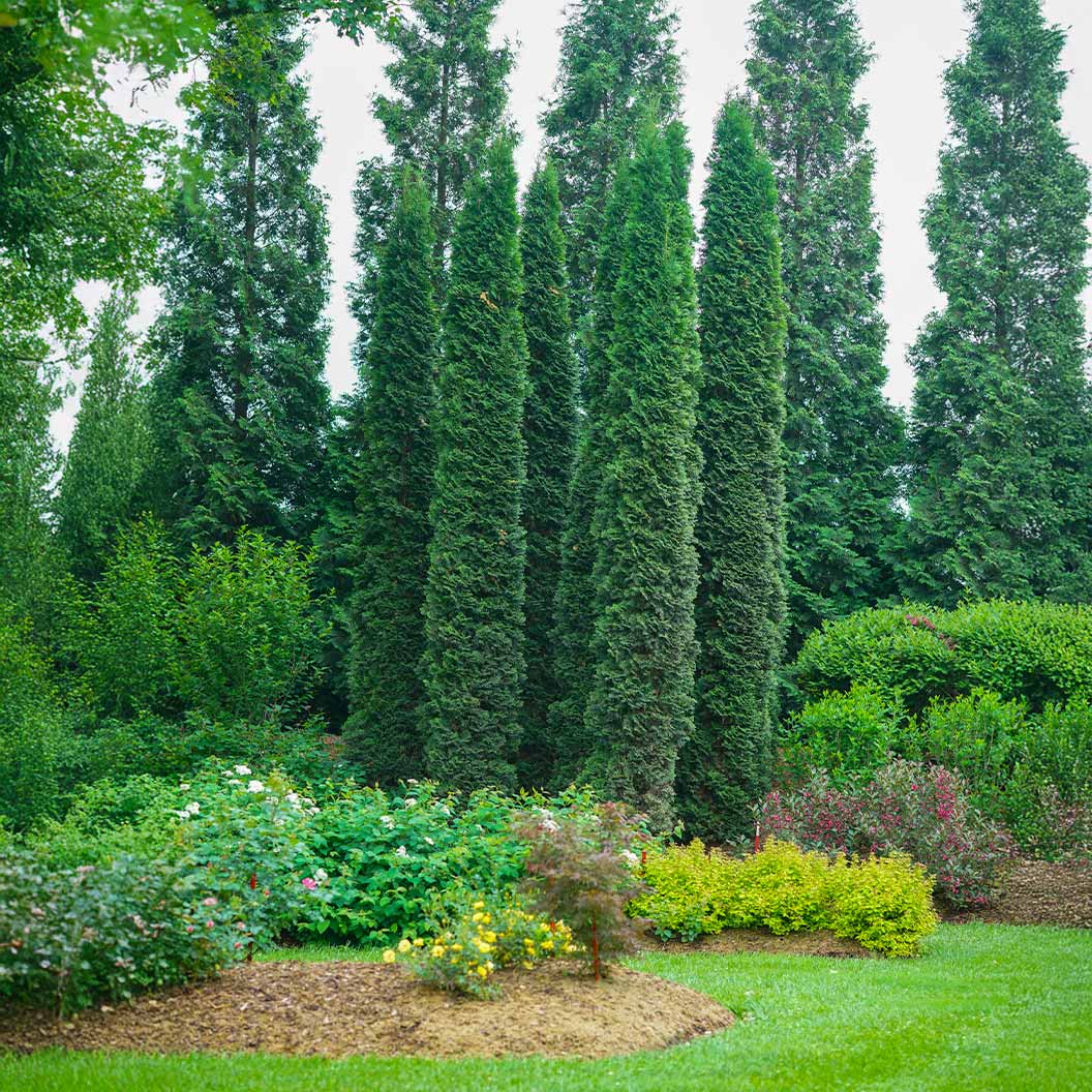 Full Speed A Hedge Thin Man Shrub