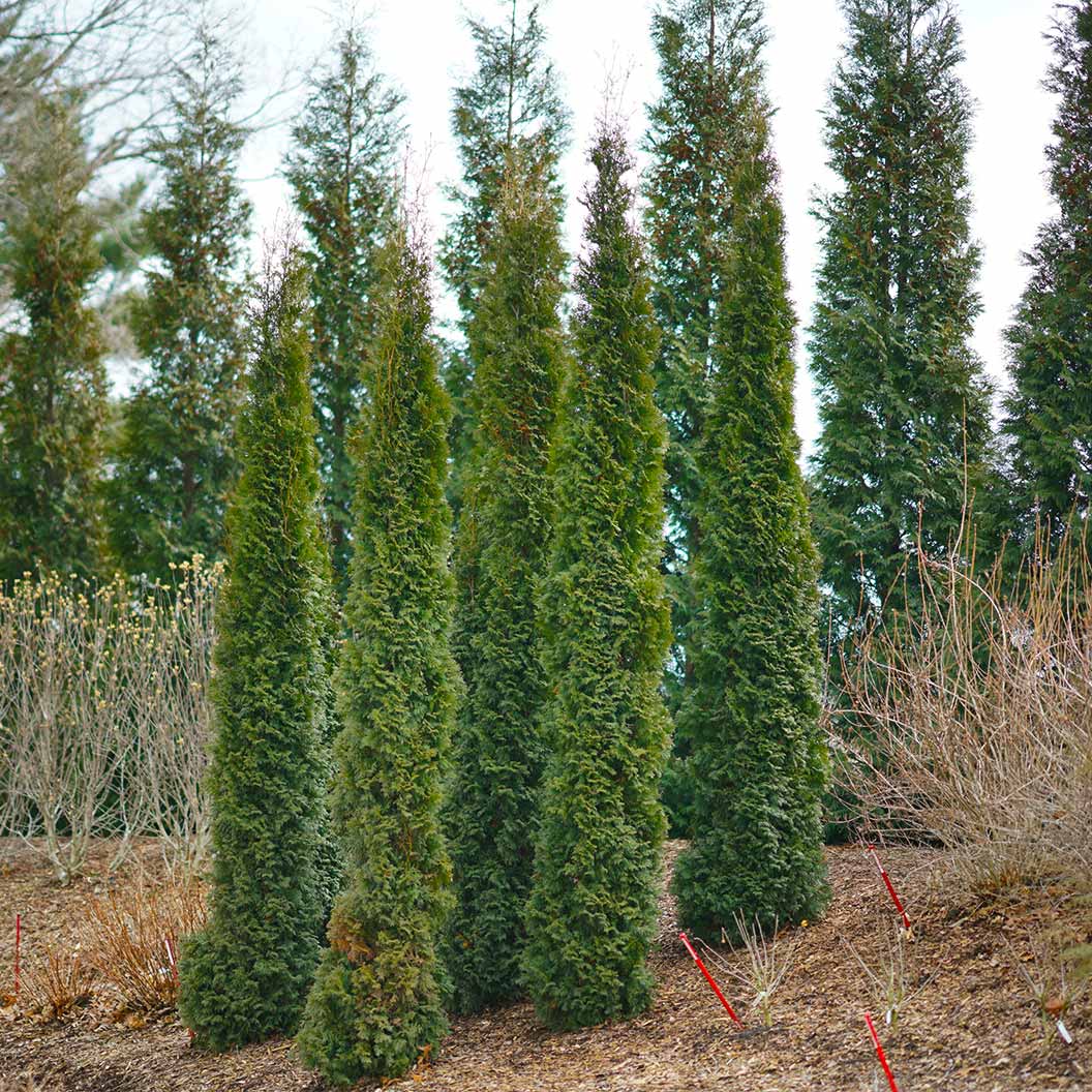 Full Speed A Hedge Thin Man Shrub - Image 3