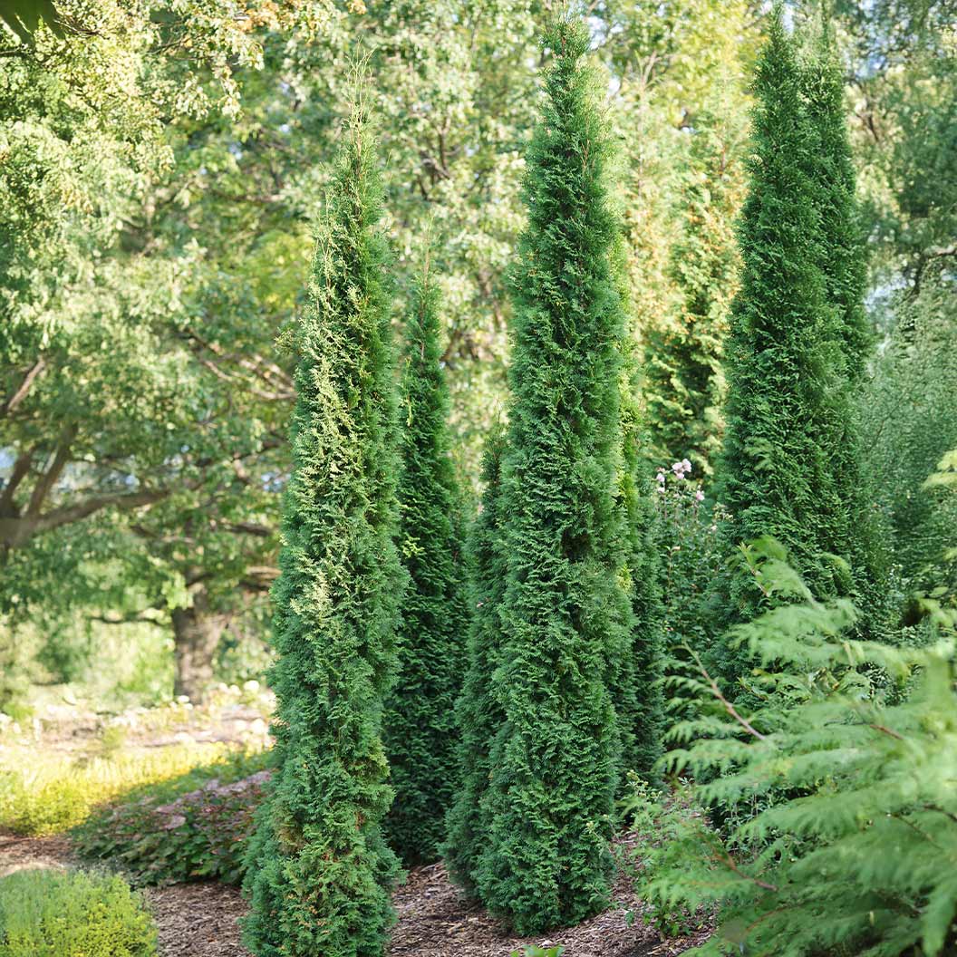 Full Speed A Hedge Thin Man Shrub - Image 4