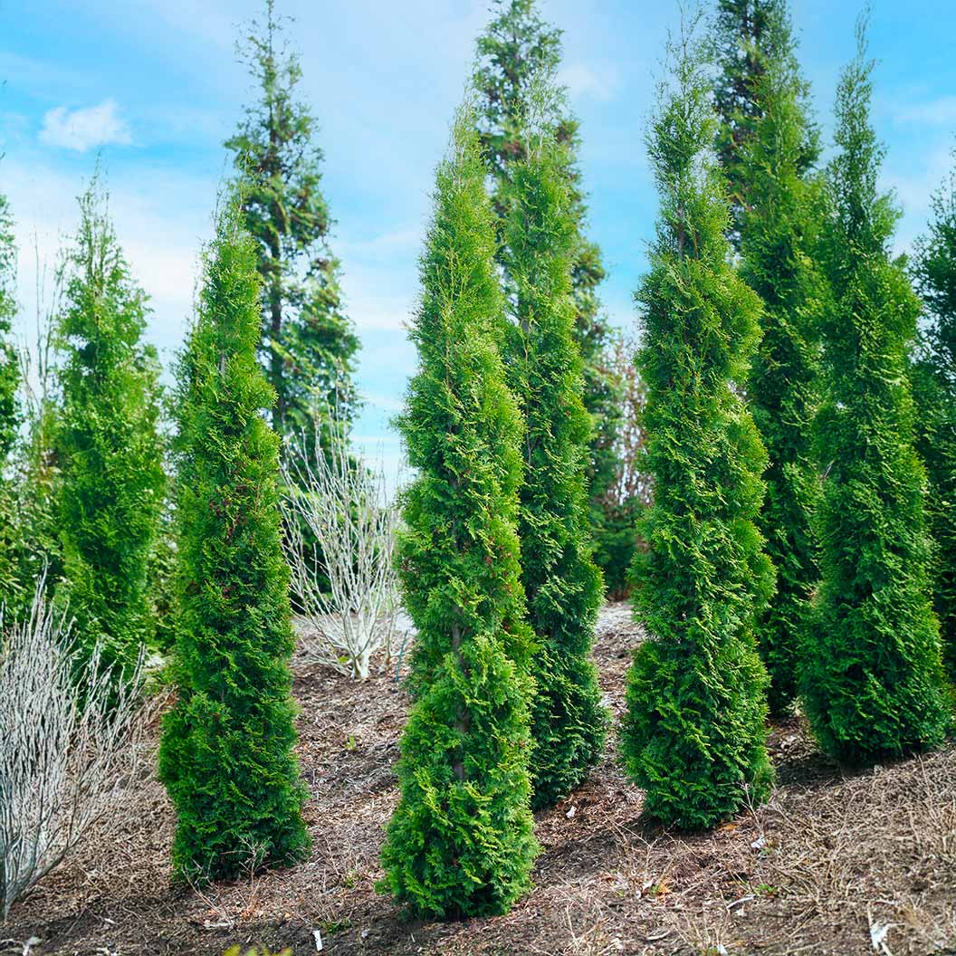 Full Speed A Hedge Thin Man Shrub - Image 6